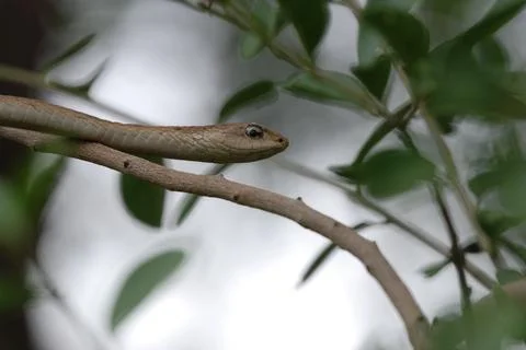 Brown Snake In Tree Stock Photos