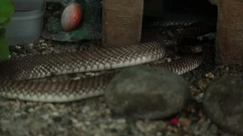 Brown snake in the zoo Video stock 119345054