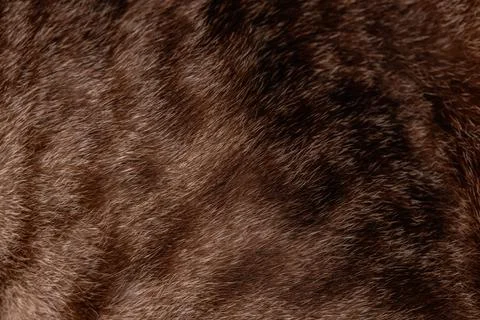 Brown soft fur for background. Stock Photos