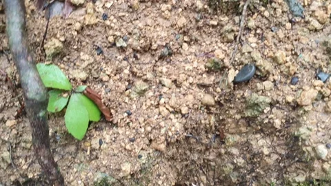 Brown soil texture in the village Stock Footage 303426902