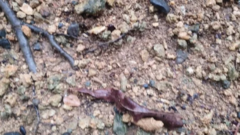 Brown soil texture in the village Stock Footage 303438431