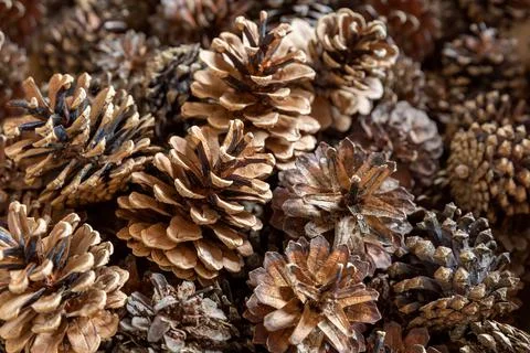 Brown solid background of pine cones. New Year's holiday theme Stock Photos