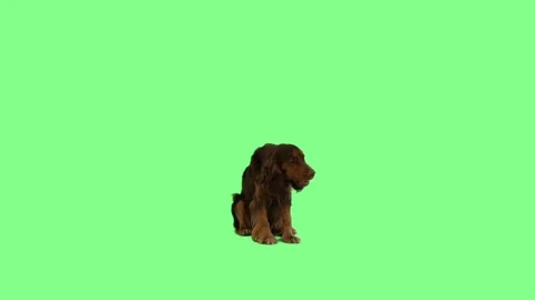 Brown spaniel chewing on green screen Stock Footage 79341670