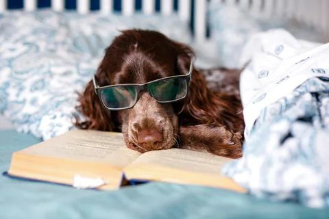 Brown spaniel with glasses lying under a warm blanket on the bed holding a bo Stock Photos