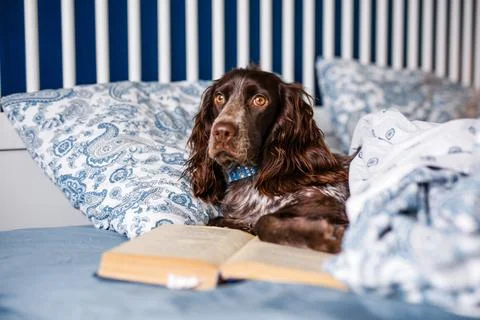 Brown spaniel with glasses lying under a warm blanket on the bed holding a bo Stock Photos