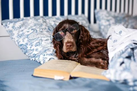 Brown spaniel with glasses lying under a warm blanket on the bed holding a bo Stock Photos