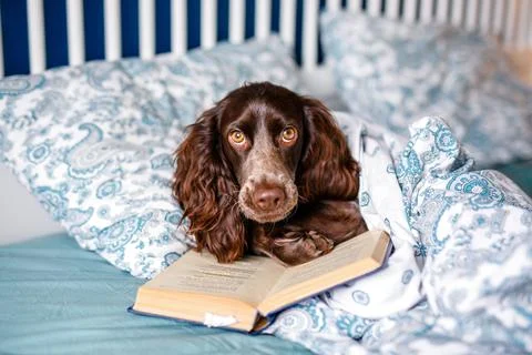 Brown spaniel with glasses lying under a warm blanket on the bed holding a bo Stock Photos