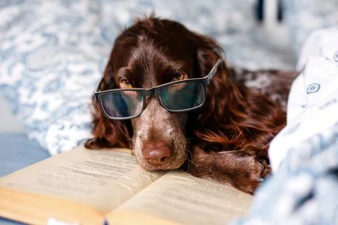 Brown spaniel with glasses lying under a warm blanket on the bed holding a bo Stock Photos