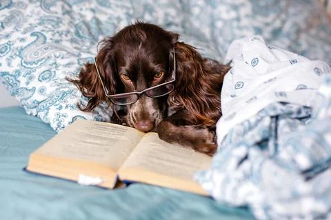 Brown spaniel with glasses lying under a warm blanket on the bed holding a bo Stock Photos