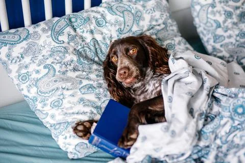 Brown spaniel lying under a warm blanket on the bed holding a book Stock Photos
