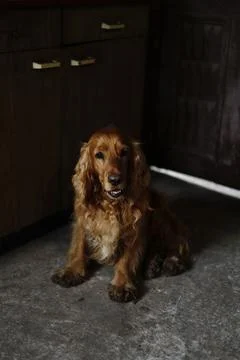 Brown spaniel sits on the floor inside a house Stock Photos
