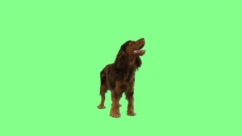 Brown  Spaniel sitting on a green screen Stock Footage 79341703