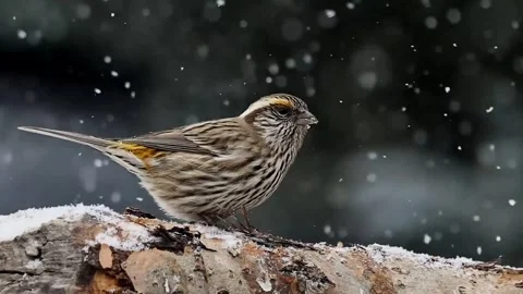 Brown sparrow under snowfall Stock Footage 335661853