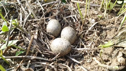 Brown-speckled quail eggs Stock Footage 337719095