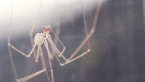Brown spider close up, macro video Video stock 162293215