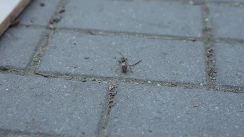 Brown Spider Crawling Across Gray Paving Stones Stock Footage 347313150