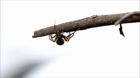 Brown spider crawling on a branch Stock Footage 63384101