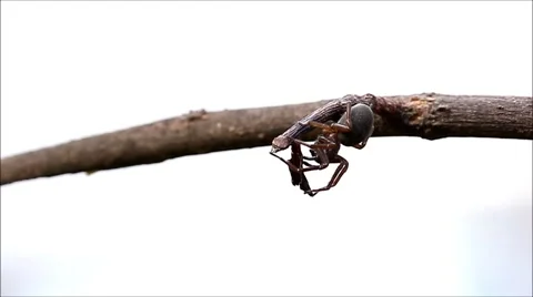 Brown spider crawling on a branch Stock Footage 63419030