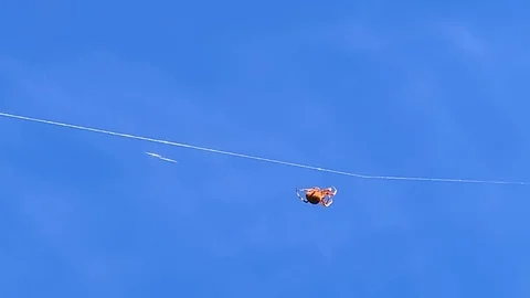 Brown spider crawling on web Stock Footage 118609815