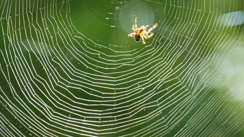 Brown spider crusader weaves a web on a tree in summer. Web weaving on Stock Footage 117943443