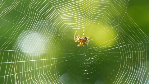 Brown spider crusader weaves a web on a tree in summer. Web weaving on Stock Footage 117944015