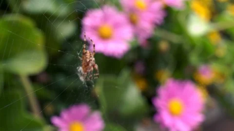 A brown spider dances on its web - In the background you can see beautiful Stock Footage 123704951