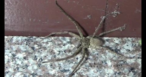 Brown spider Stock Footage 310068600