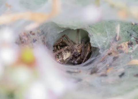 Brown Spider Inside Web Stock Photos
