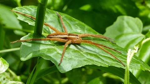 Brown spider on leaves. Video stock 72043104