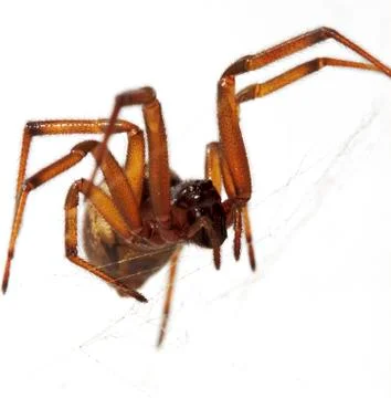 A brown spider making a web in a white background Stock Photos
