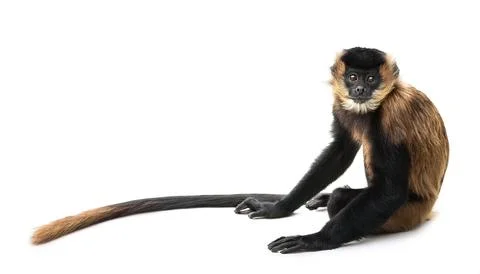 Brown spider monkey are found in tropical forests of Central and South Amer.. Stock Photos