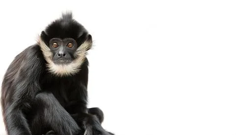 Brown spider monkey are found in tropical forests of Central and South Amer.. Stock Photos