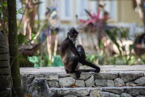 Brown spider monkey hanging from tree, Costa Rica, Central America Stock Photos