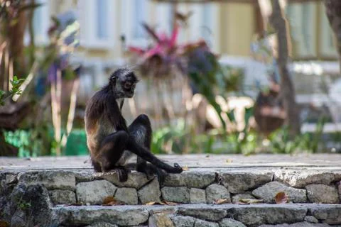Brown spider monkey hanging from tree, Costa Rica, Central America Stock Photos