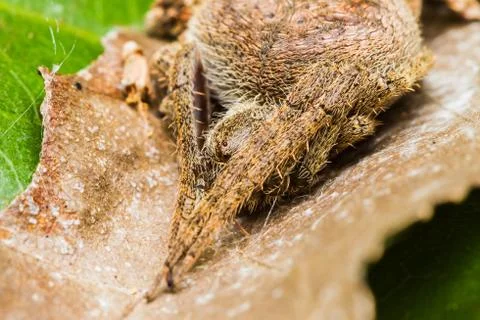 Brown spider Stock Photos