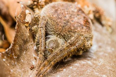 Brown spider Stock Photos