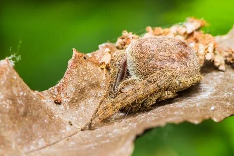 Brown spider Stock Photos