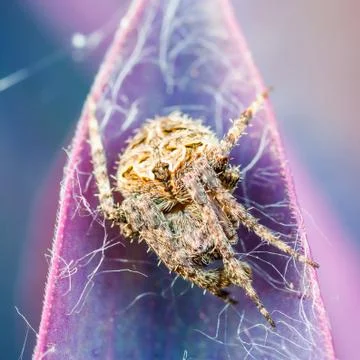 Brown spider Stock Photos