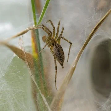 Brown spider rests on delicate web strands Stock Photos