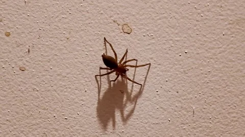 Brown spider is seen crawling on a textured wall, casting a distinct shadow 動画素材 317096309