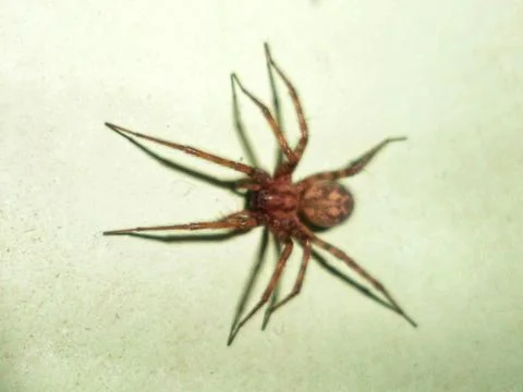 Brown Spider on a Tiled Wall Stock Photos