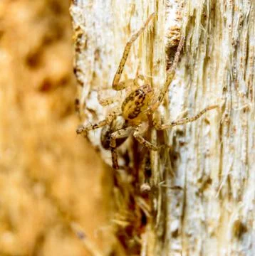 Brown spider on tree Stock Photos