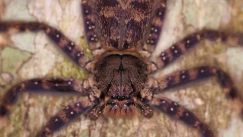 Brown spider on a tree trunk close-up Stock Footage 71615708