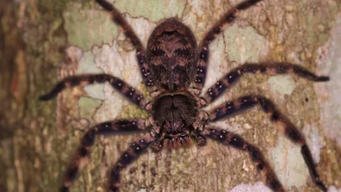Brown spider on a tree trunk Stock Footage 71615811