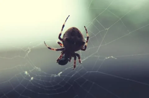 Brown spider on web at selective focus close up Stock-Fotos