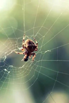 Brown spider on web at selective focus close up Foto stock