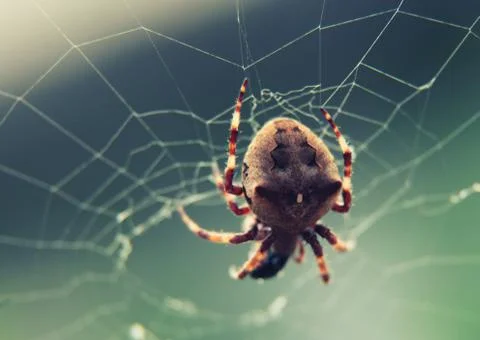 Brown spider on web at selective focus close up Stock Photos