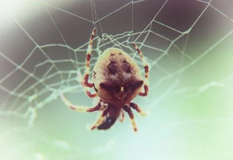 Brown spider on web at selective focus close up Stock Photos