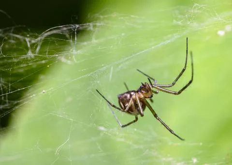 A brown spider in a web weave on a tree leaf Stock Photos