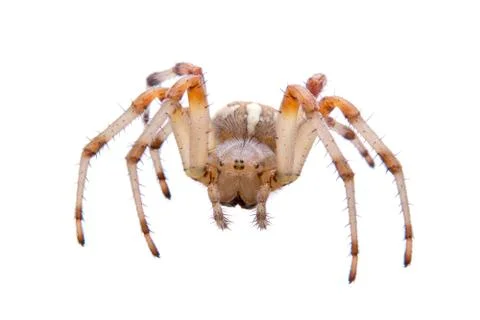 Brown spider on a white background Stock Photos